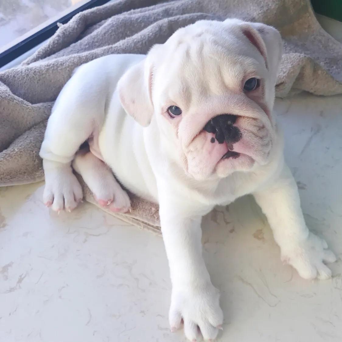 英牛的孕产记实——一场生死线上的考验