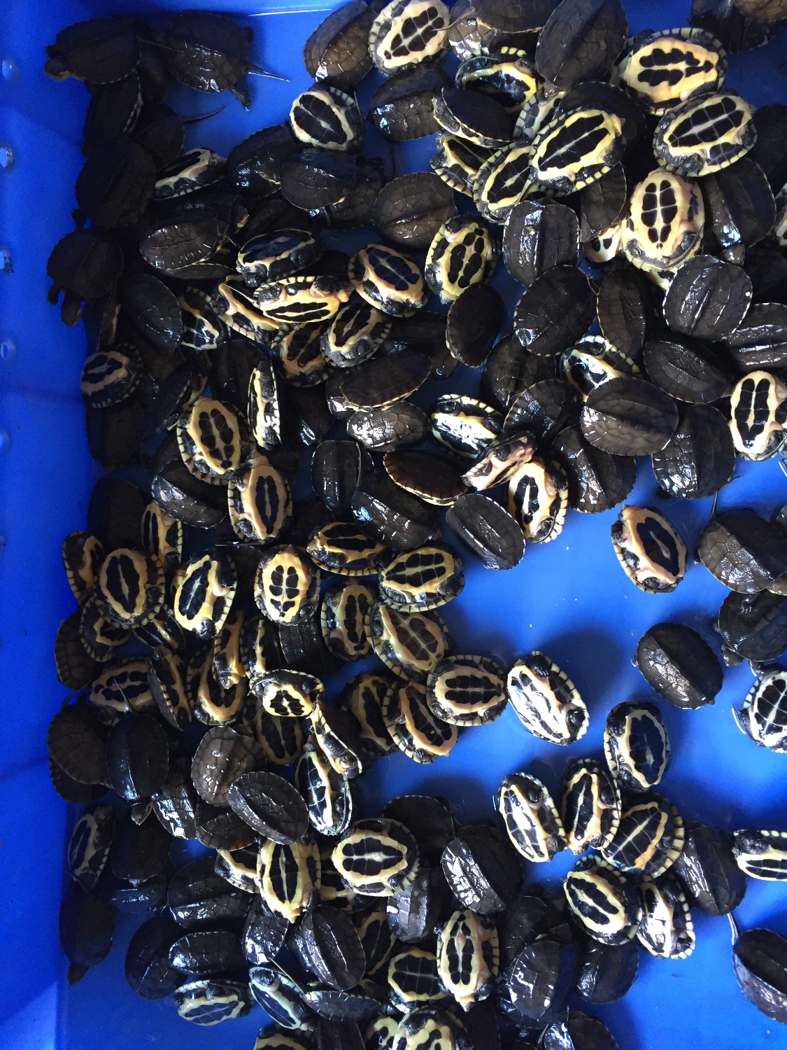 越南石金钱龟龟苗价格表,石金钱龟龟苗能深水养吗