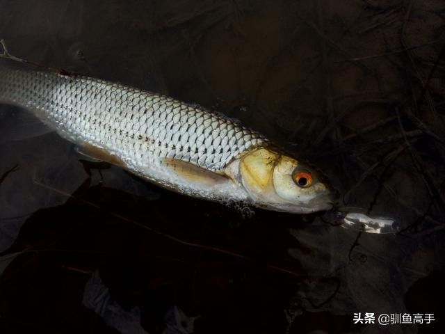 3月份浅水路亚,百闻不如一见美景视频