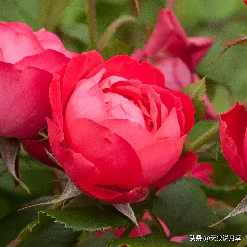 抗病性好的月季推荐,哪些月季品种抗病强