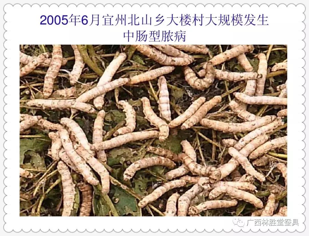 蚕脓病毒怎么彻底消灭,怎样防治脓蚕