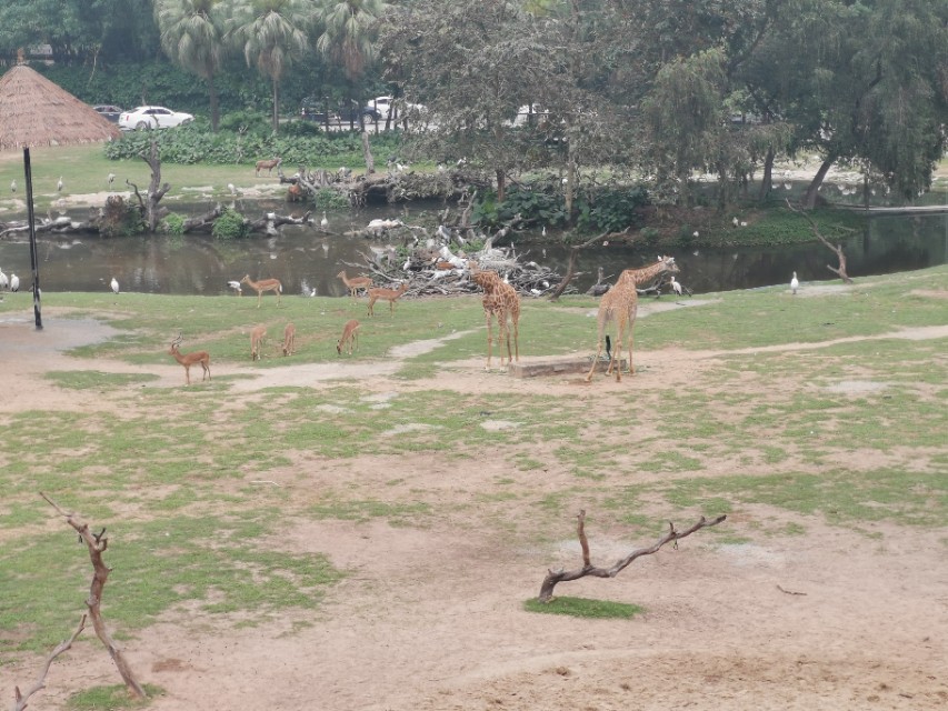 长隆野生动物园自驾车收费,长隆野生动物园儿童要票吗