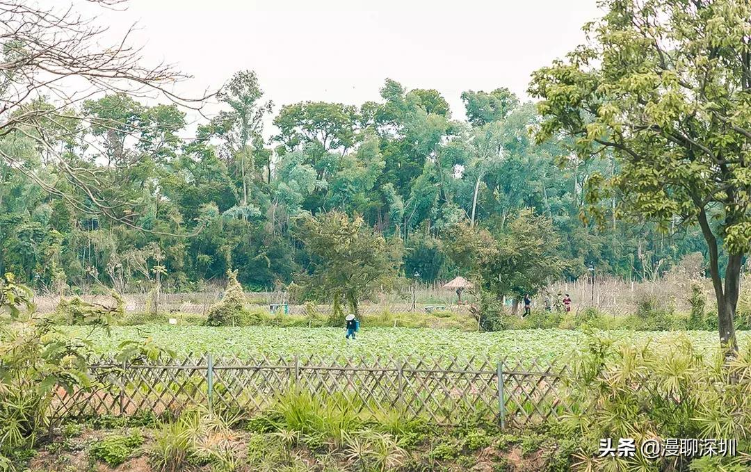 行走深圳歌曲,深圳观澜攻略