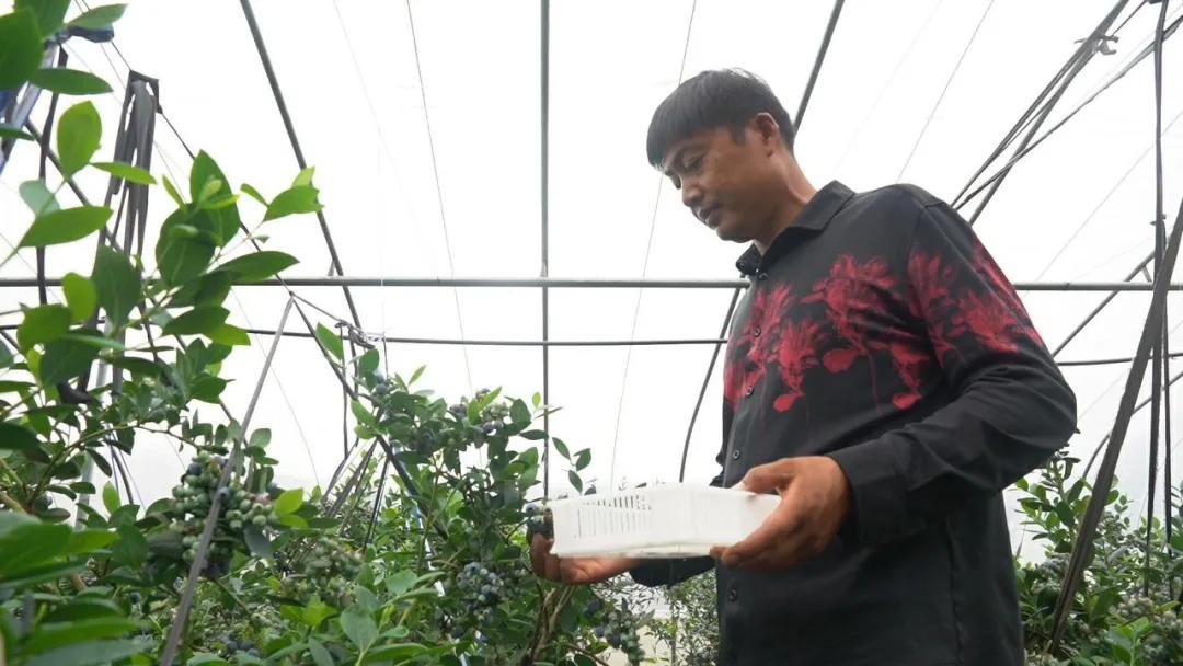 “莓”你不行！这里的“水果皇后”熟啦