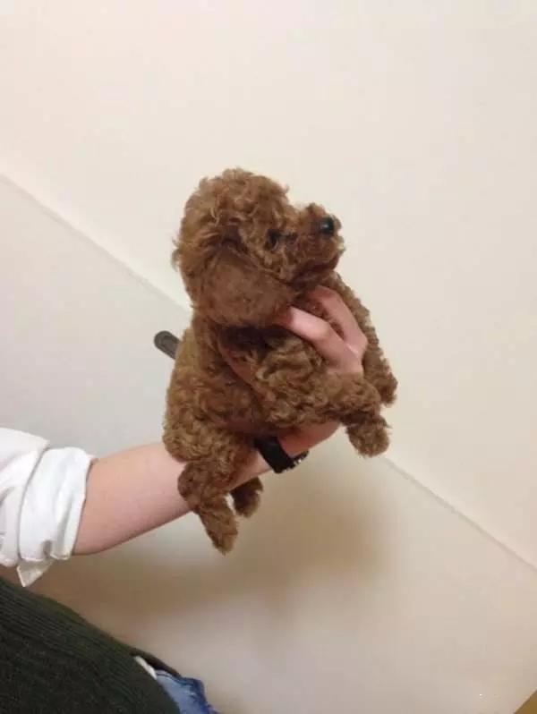 刚买回来的阿拉斯加怕人,刚买回来的阿拉斯加该怎么办