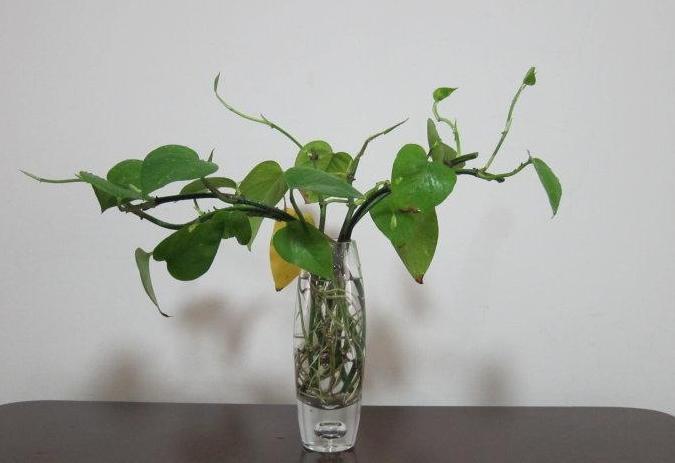 绿萝水培营养液,绿萝的水培方法