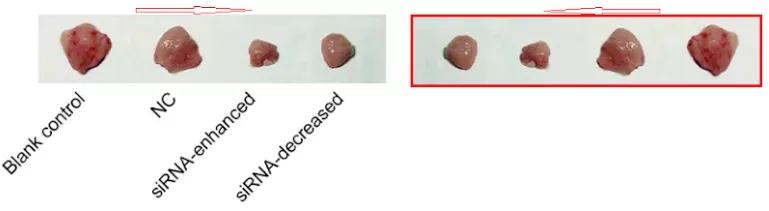 众多大佬沦陷“论文工厂”！112篇论文，55%获基金资助