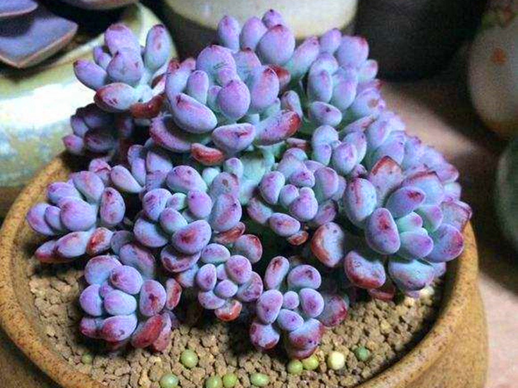 多肉汤姆怎么养,多肉汤姆油画怎么度夏