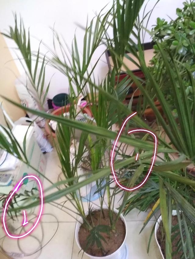 刚买的散尾葵叶子枯萎怎么办,散尾葵叶子冻了怎么办