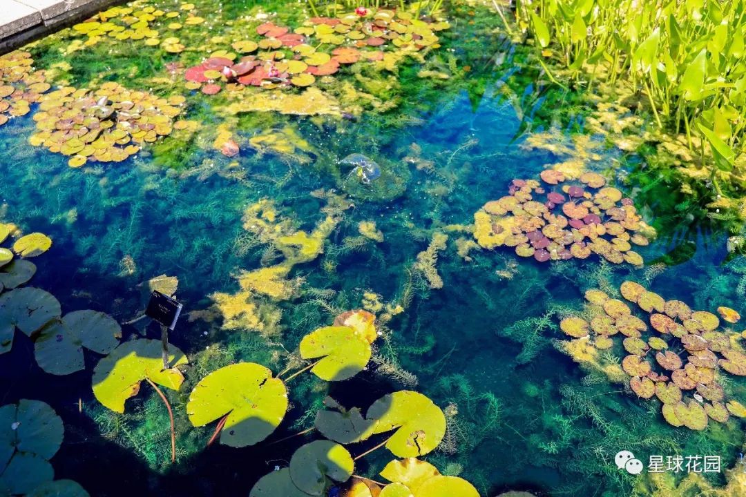 二木带你游花园|邱园（kewgarden）离我们到底有多远？