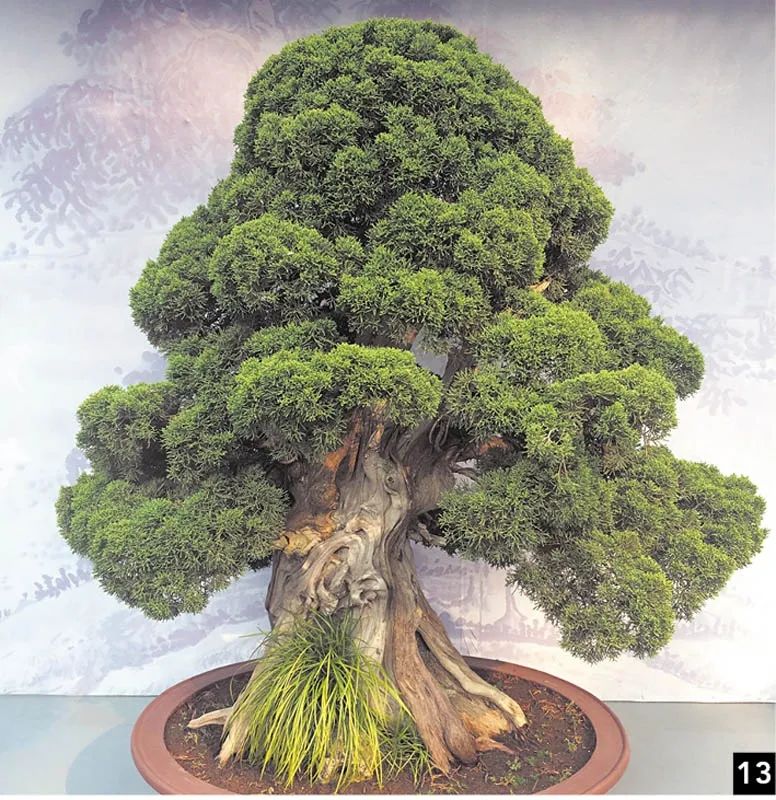 盆景修行,学习盆景技术最好的书