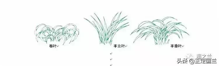 兰花知识大全100种,兰花鉴赏术语100条