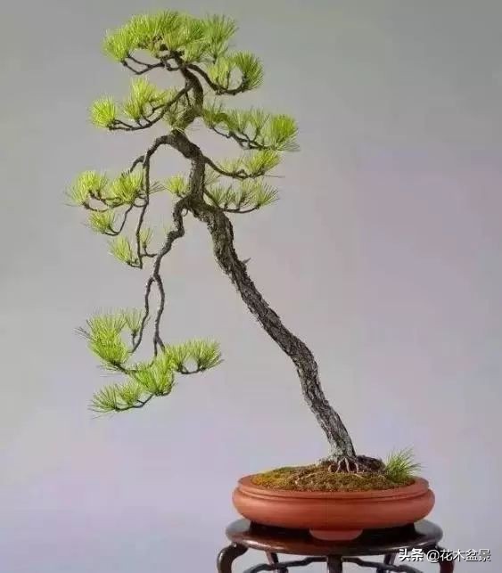 文人树盆景，宣泄一种情绪，吐露一种幽愤