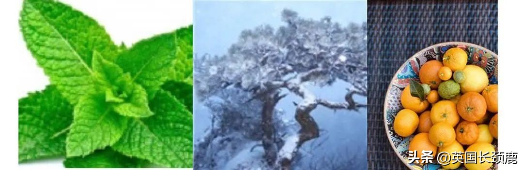 英国香水哪些系列,小众英伦风香水