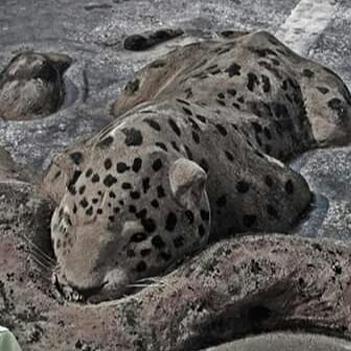 老外沙雕动物视频,外国人沙雕模仿动物