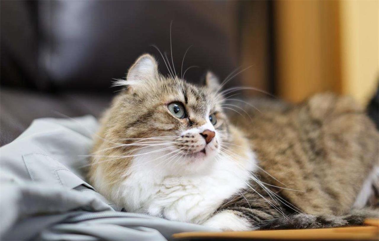 国内很少人养的猫品种大全,哪个品种的猫最便宜又好看又好养