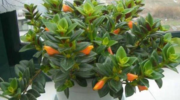 金鱼吊兰落叶头枯萎如何挽救,金鱼吊兰为什么会无缘无故的枯萎