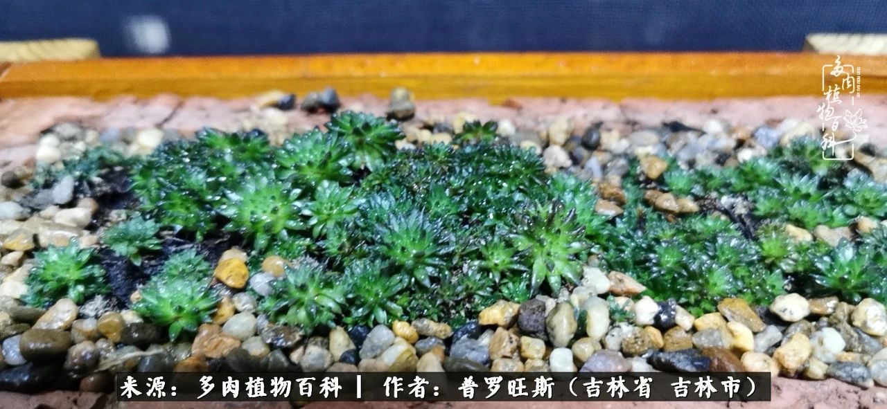 日日勤服侍，日日勤拂拭！服侍花儿，就是拂拭心灵