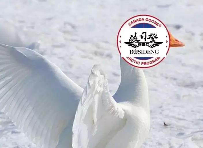 波司登极寒系列和加拿大鹅,抱着加拿大鹅的腿