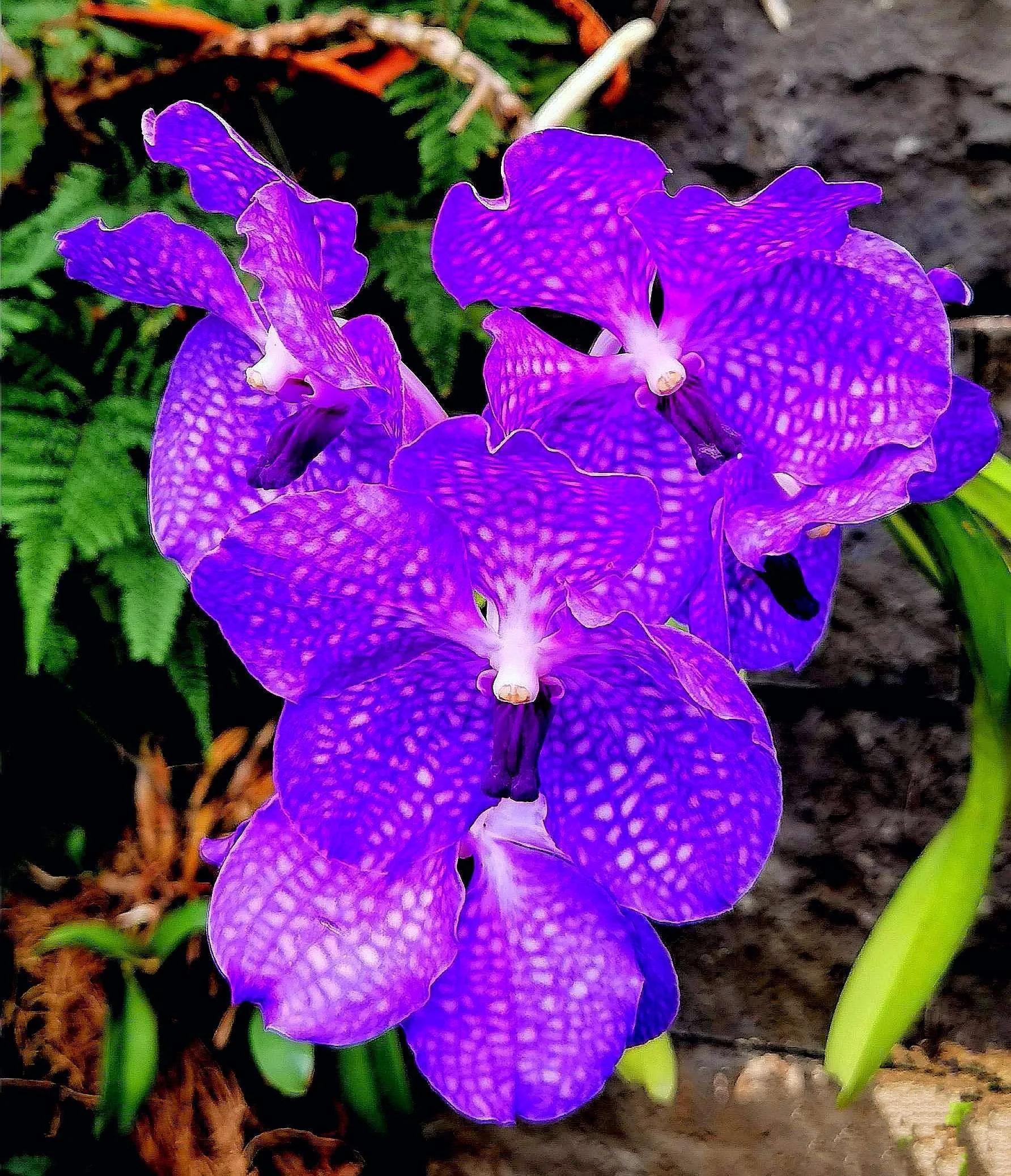 兰花高洁的古诗,高洁典雅的兰花壁纸