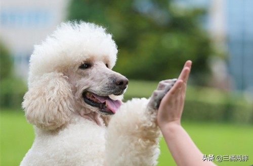 贵宾犬拉稀怎么办禁食12小时,养宠经验狗狗掉毛超级严重怎么办