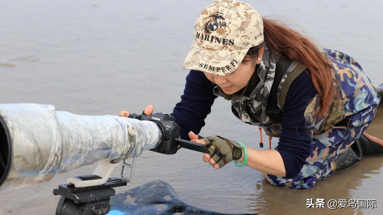 勺嘴鹬自带饭勺的小萌物,自带饭勺的勺嘴鹬