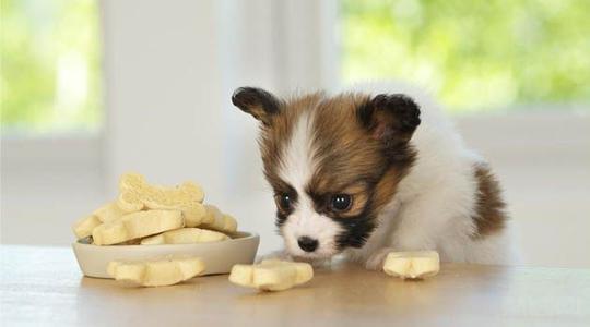 猫得了绦虫没有隔离怎么治,猫绦虫病可以根治吗