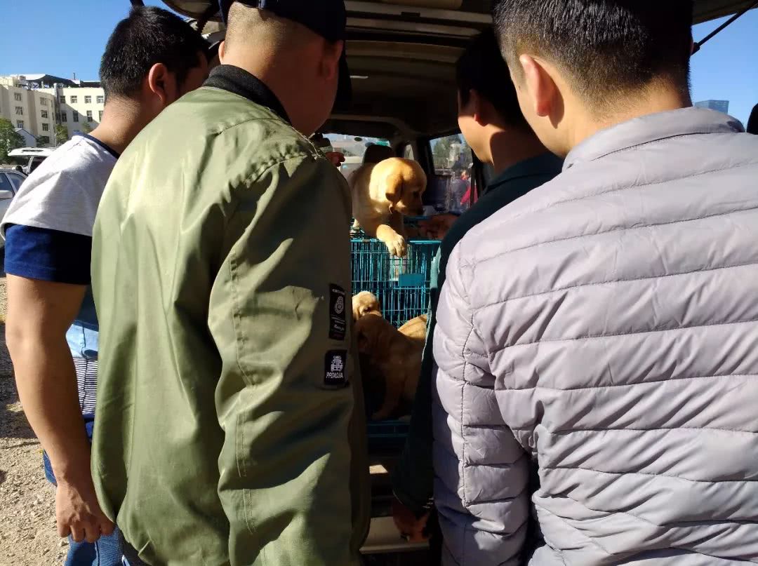 拉布拉多在狗市上卖多少钱,去狗市买拉布拉多如何砍价