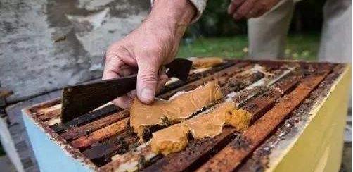 土蜜蜂养殖技术视频,蜜蜂土养殖技术视频