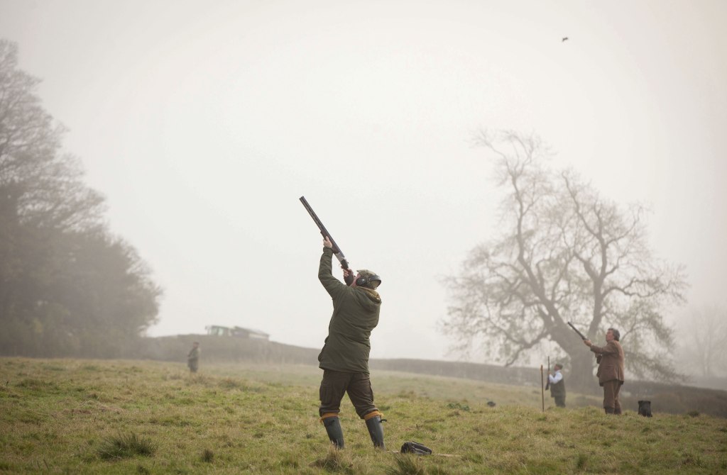 英国野鸡泛滥成灾吗,英国6000万只野鸡泛滥