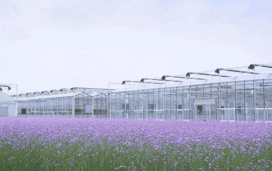 西湖区委书记高国飞：亚运来黄龙观赛，推荐游两景区