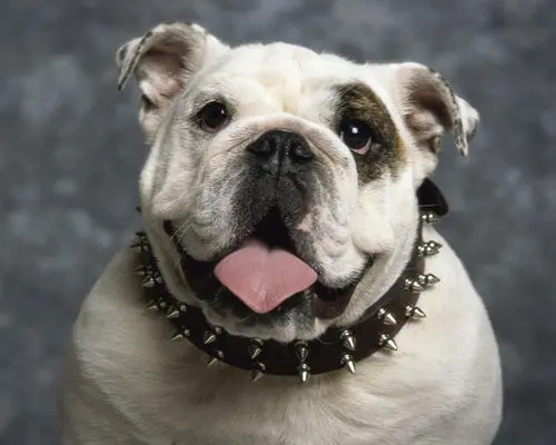 英国斗牛犬狗粮排行榜,英国斗牛犬最便宜的狗粮