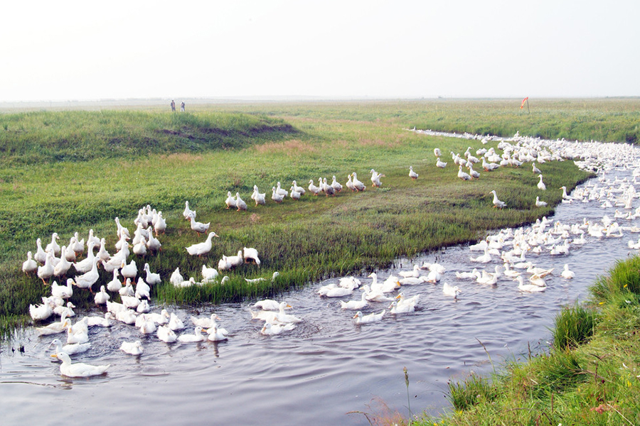 蛋鸭初期如何增加营养,蛋鸭饲料最少的养法