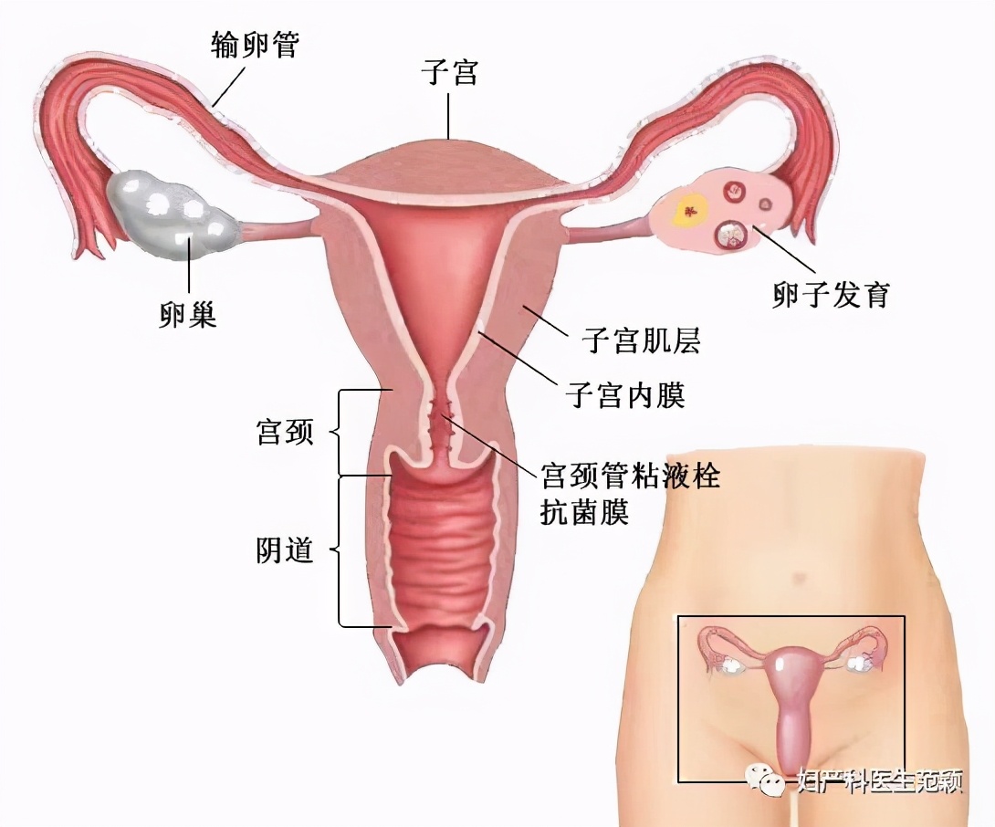 输卵管检查通液和造影的区别,检查输卵管是否通