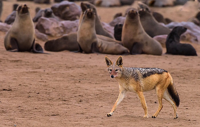 黑背豺,黑背豺哺育幼崽