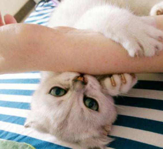 挑选健康猫咪,如何挑选一只粘人又听话的小猫咪