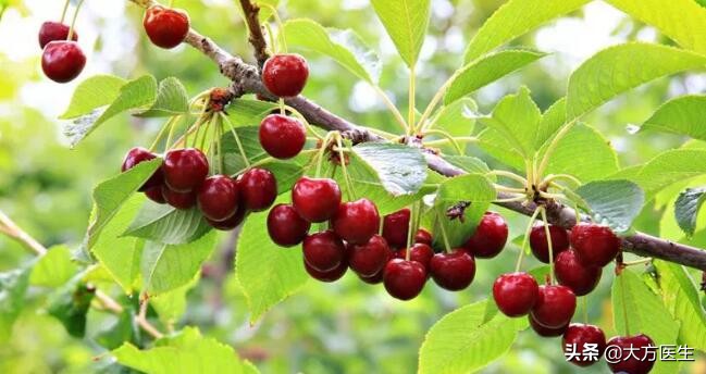 樱桃里的小虫子吃了对身体有害吗,樱桃里的小虫子吃了对孕妇有害吗