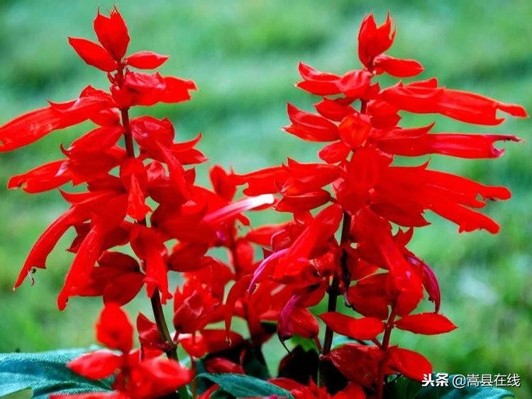 农村比较常见的中草药,农村不可碰的十种草药