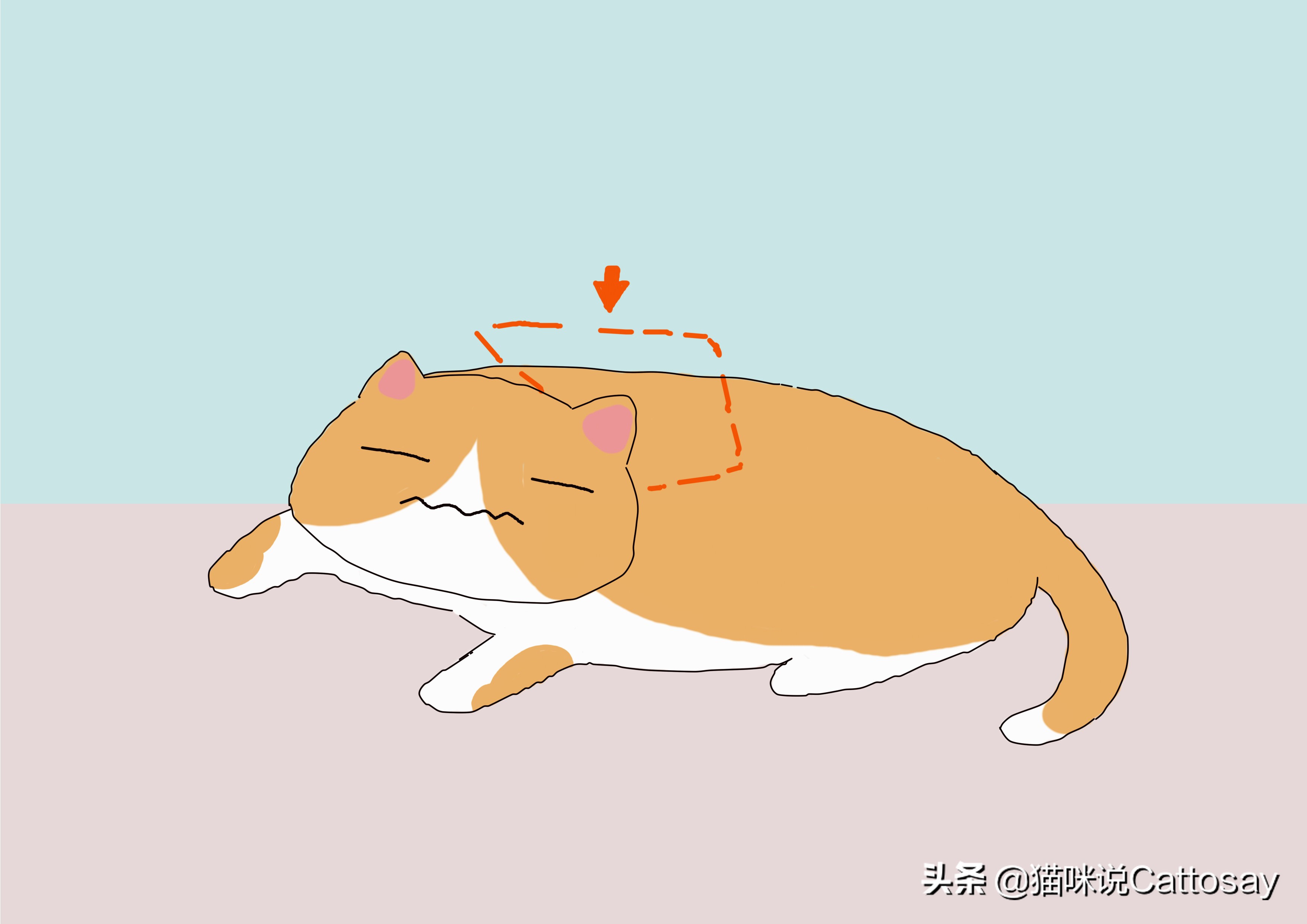 猫过度摄入维生素b会怎样,猫生病后怎么通过饮食给他补营养