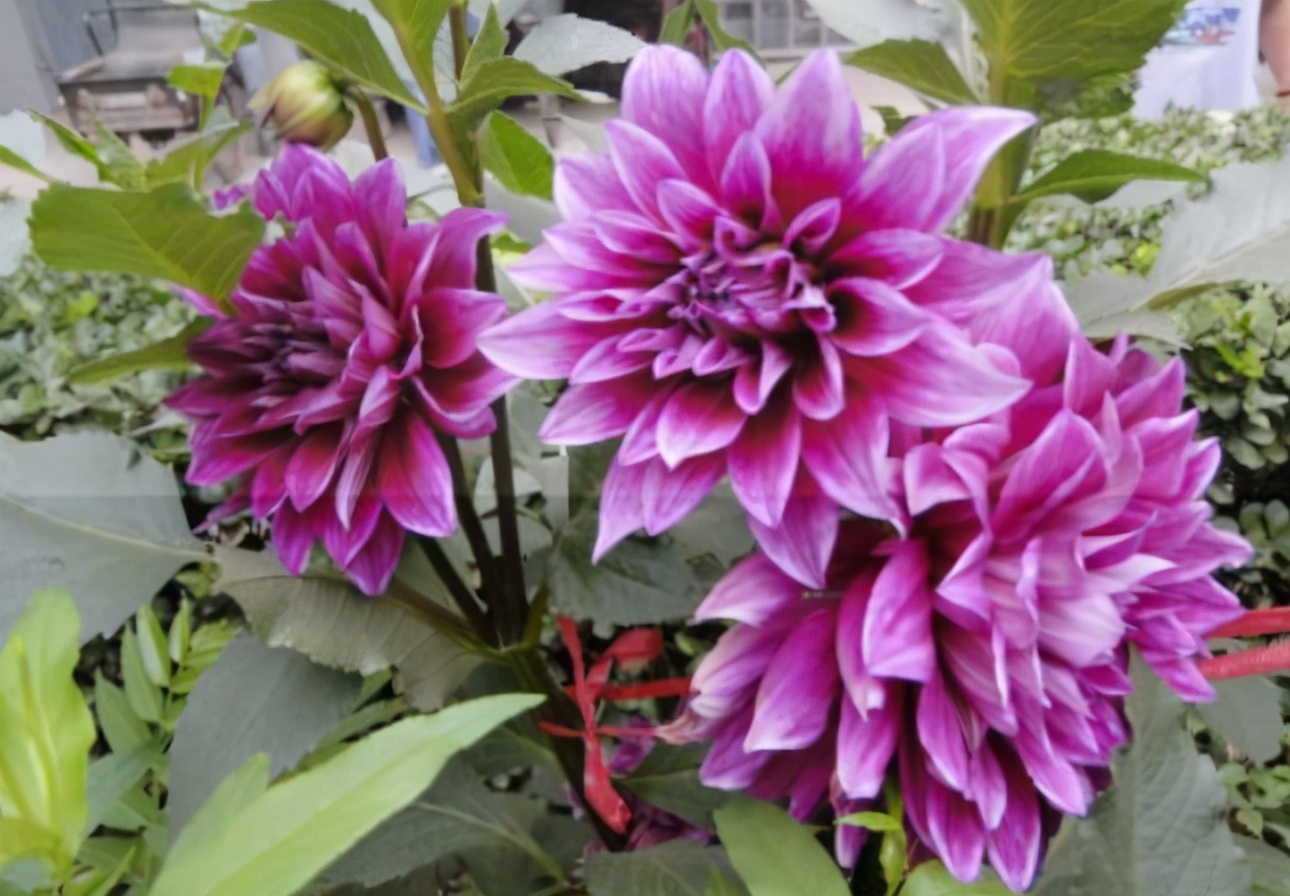 适合种在门口一年四季开花的植物,5种花是爆盆能手花期长