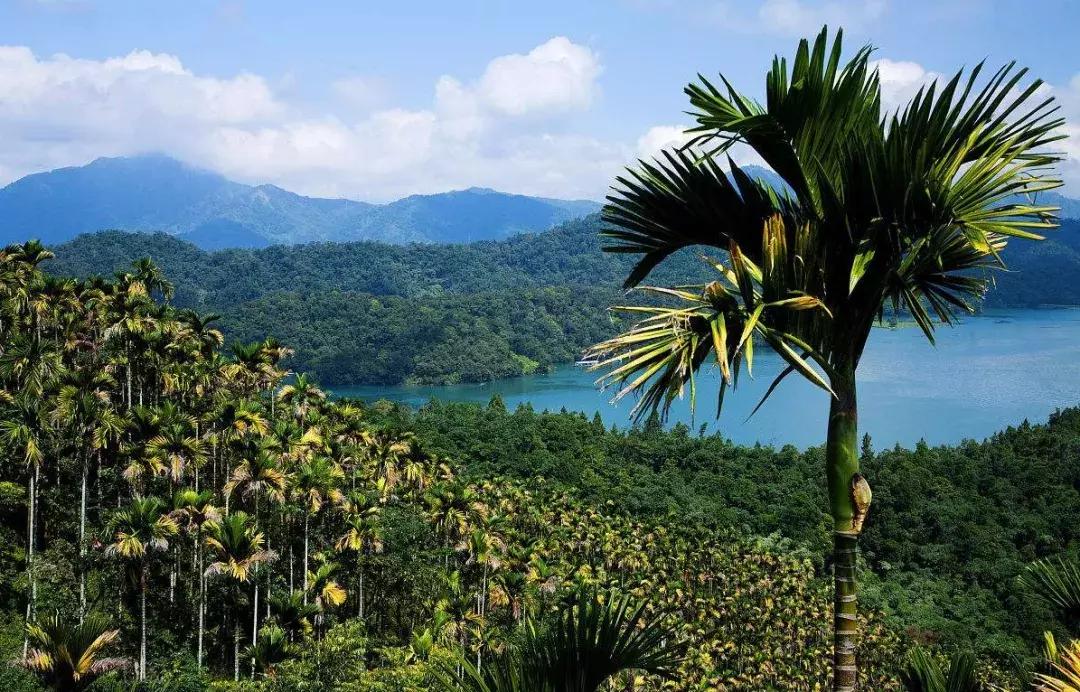 植物认知|佛系植物，五树六花