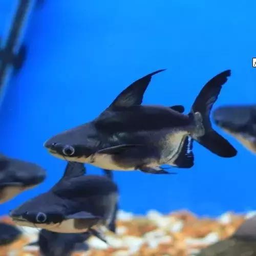 红色黄色的热带鱼是什么热带鱼,热带鱼类型有哪些