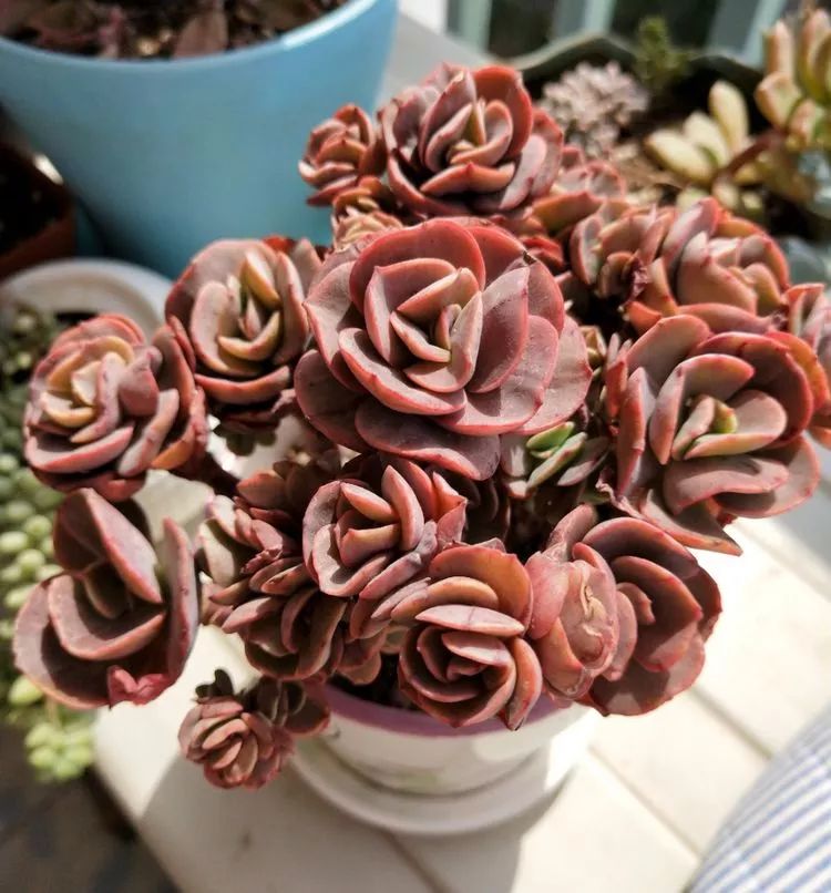 大四老学姐的寝室生活,养肉路上的真实感受