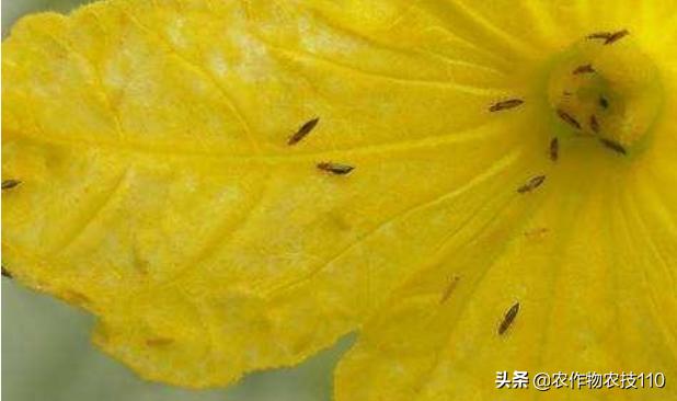 南瓜在种植过程中怎样预防病虫害,南瓜病虫害怎样防治效果好