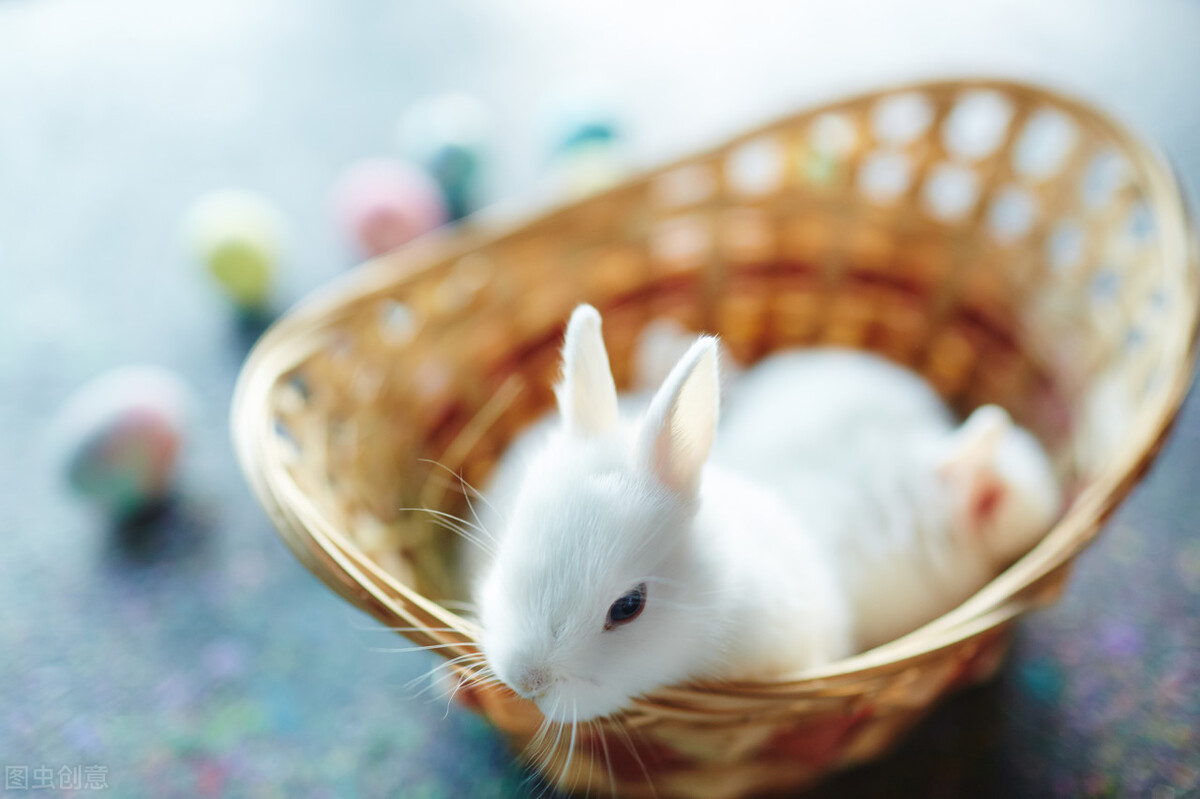 兔子便秘怎么办可以喂食盐水吗,兔子便秘按摩手法