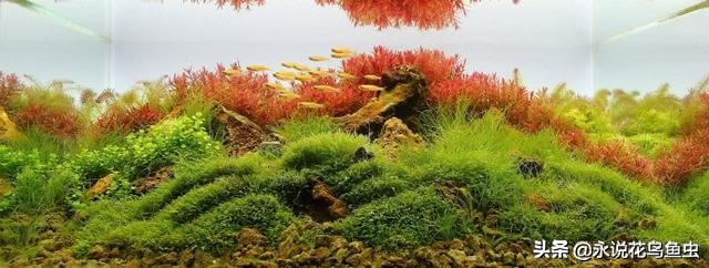 水草基本种植法,生态缸水草种植