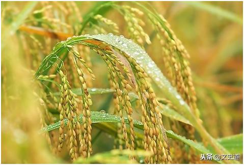 山水田园十首经典诗词,回乡开荒种地过田园生活的诗句