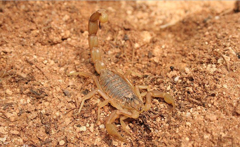 五毒之首蝎子到底有多强,五毒大蝎子有哪几种