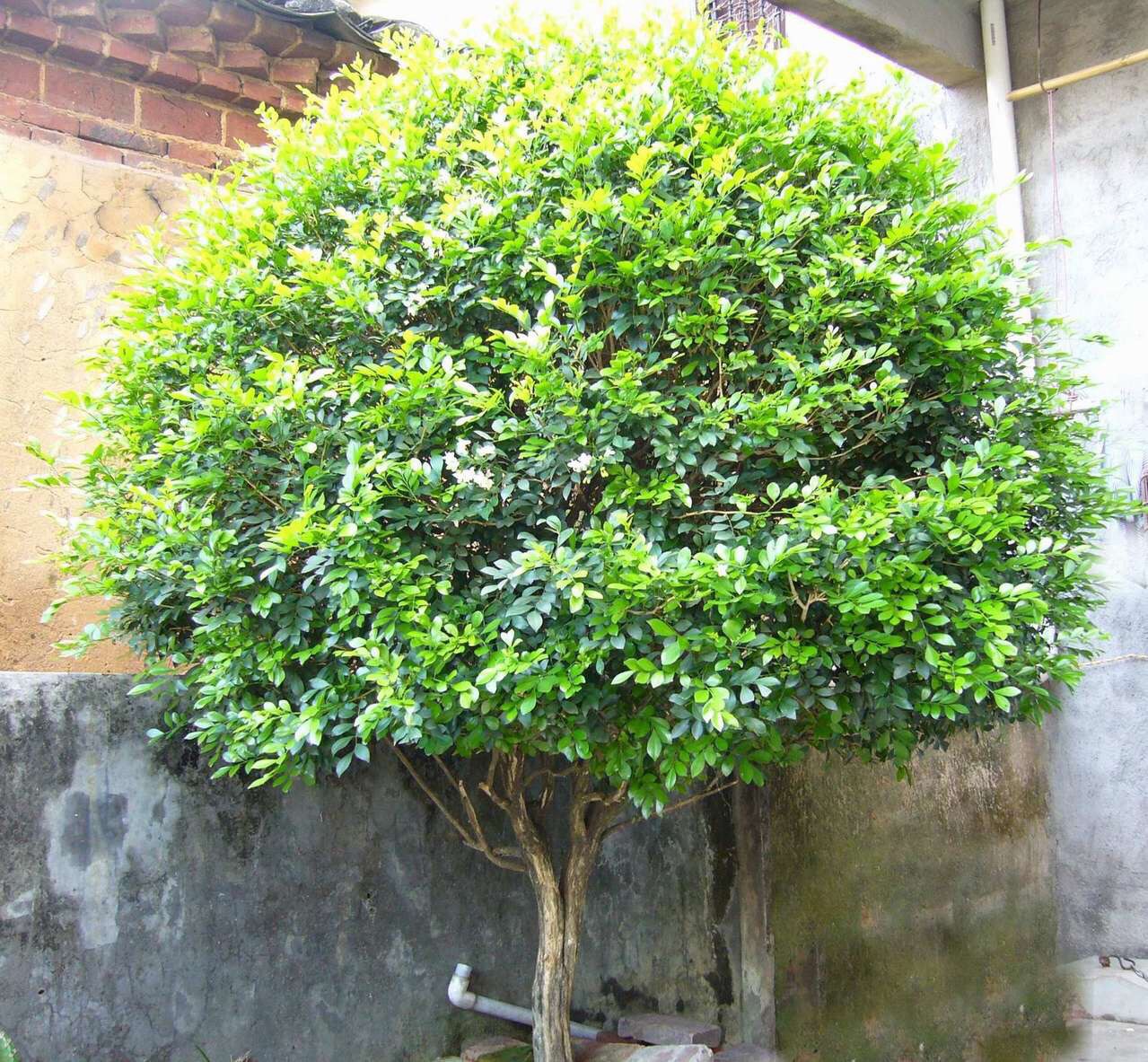 九里香盆景开什么花,九里香花苞不变大