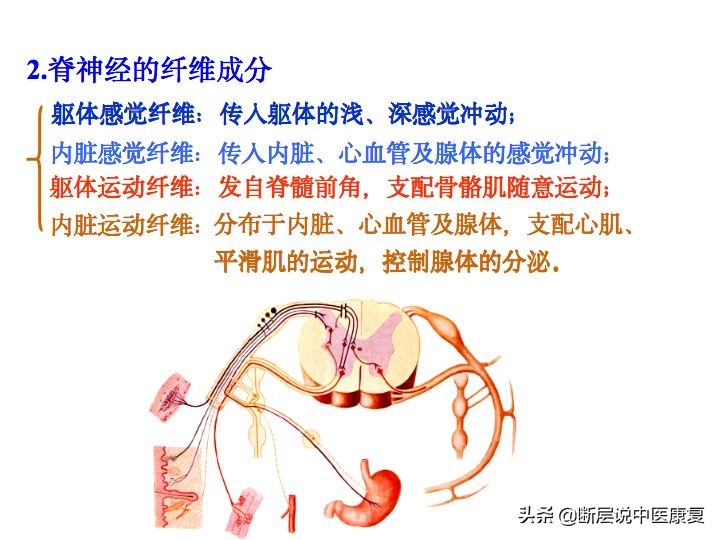 中枢神经系统断层解剖讲解,中枢神经3d解剖动画